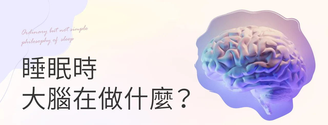 睡著≠關機！愛菲斯顧問揭秘：大腦在「睡眠時的大腦活動」