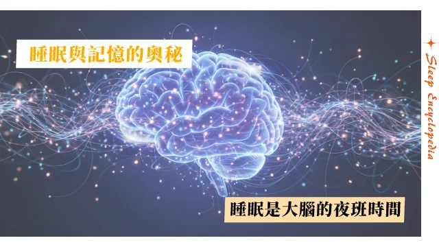 睡眠與記憶：大腦如何在夜晚進行資料整理